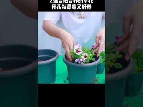 陽台植物招財|7月旺財！前陽台招財植物怎麼選